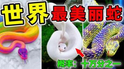 [视]世界上最美丽的10种蛇，龙蛇真的存在！第1名十万条中才会出现1条