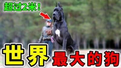 [视]世界上最大的10种犬，体重相当1个成年人，普通人千万不要饲养！