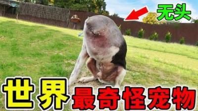[视]世界上最奇怪的15个宠物，两条腿走路的狗，没有头也能存活？