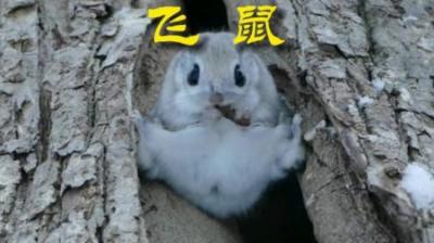 [视]可以拉鼠宝一把吗？ #动物世界 #动物科普 #动物解说 #飞鼠