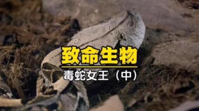 [视]长牙和毒液的致命配合已经足够令人生畏，而为了保证捕猎成功