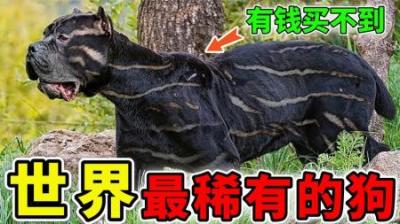 [视]世界上最稀有的10种狗，藏獒排不进前5，第1名有钱也买不到