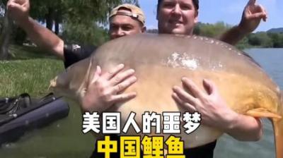 [视]美国人的噩梦，中国鲤鱼！ #涨知识 #鲤鱼 #钓鱼 #国外钓鱼