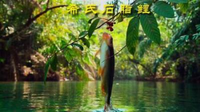 [视]鱼跃龙门 只为干饭 #动物世界 #动物科普 #鲤鱼