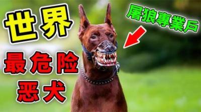 [视]全世界被「禁养」的10条猛犬！第一名被誉為「屠狼专业户」