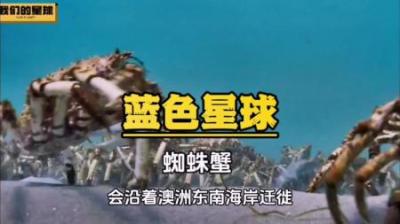 [视]蜘蛛蟹：只有打破旧壳的束缚，才能重获新生#海洋生物 #海底世界