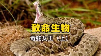 [视]如果你认为黑曼巴蛇致死率最高那就大错特错了