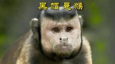 [视]黑帽悬猴，丑的“像”人 #动物世界 #动物科普 #动物解说