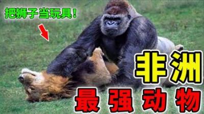 [视]非洲最强的10个动物，狮子也只能排第3，第1名靠体型碾压所有！