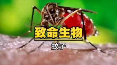[视]蚊子：熟悉又陌生的杀手，它有六根针，每一根都分工明确