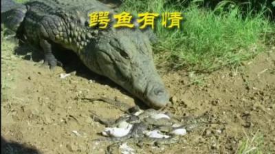 [视]冰冷的鳄鱼 似火的温柔#动物解说 #动物世界 #动物科普 #鳄鱼