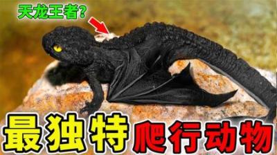 [视]世界上最独特的12个爬行动物，龙蛇真的存在？第1名堪比外星来物