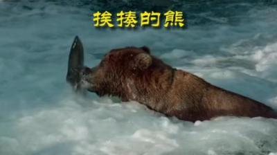 [视]你知道大比兜对熊熊的伤害有多大吗 #动物解说 #动物世界