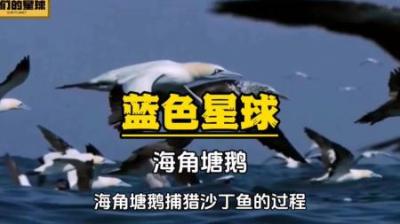[视]海角塘鹅：虽然名字很普通，但是本事了得，她的绝技就是垂直打击