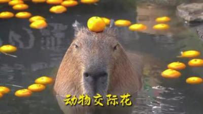 [视]卡皮巴拉从容不迫，有大帝之资！！#动物科普 #动物世界 #科普