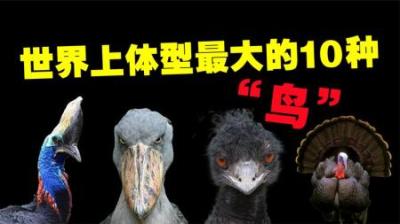 [视]世界身体最长的10个人，重达60公斤的巨鸟，27年没有修剪过指甲？