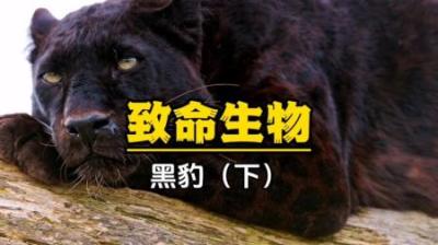 [视]黑豹萨雅的成长之旅：雨季给萨雅带来了意想不到的帮助