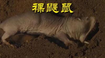 [视]长的是真丑 #动物世界 #动物科普 #裸鼹鼠