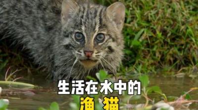 [视]喜欢游泳捕鱼的另类渔猫 #涨知识 #动物 #动物世界 #动物科普