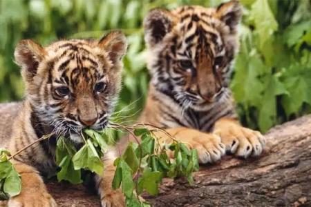 [文]冒险《虎兄虎弟》电影解说文案(《虎兄虎弟》观后感200字)