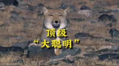 [视]顶级大聪明，睿智的代表！#动物世界 #动物科普 #藏狐 #科普