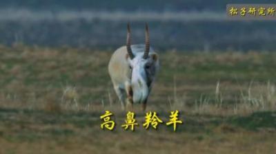 [视]多功能鼻子，空调质感值得拥有#动物世界 #动物科普 #羊 #羚羊