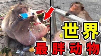 [视]世界上最胖的10个动物，胖虎真的存在，一只兔子重达50斤？