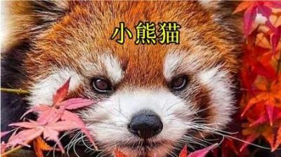 [视]它可是第13名可爱哦 #动物科普 #动物世界 #小熊猫