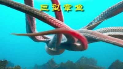 [视]巨型章鱼，一生只能产卵一次 #动物解说 #动物科普 #动物世界