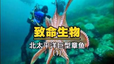 [视]北太平洋巨型章鱼：雌性章鱼一生仅繁育一次，一旦章鱼卵孵化