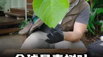 [视]让人生不如死的树叶究竟有多恐怖，号称全球最毒树叶。#涨知识