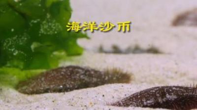 [视]海洋“沙币” 没有黄的海胆#动物科普 #动物世界 #海胆 #沙币