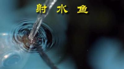 [视]自然界头号喷子 #动物科普 #动物世界 #射水鱼