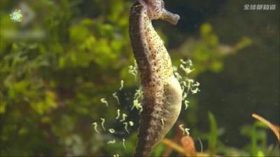 [视]由爸爸生育后代，海马爸爸神奇的喷射式生娃方式 #涨知识