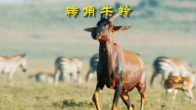 [视]牛羚活着，主打的就是一个快乐 #动物科普 #动物世界 #动物解说