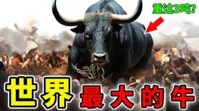 [视]世界上最大的10种牛，牛界的巨无霸，老虎见到也得绕道！