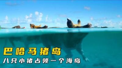 [视]全世界唯一一个被猪“占领”的海岛#动物世界 #猪岛#动物