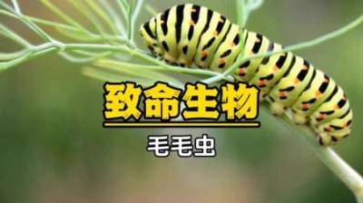 [视]洋辣子：每个人的童年或多或少都被这些毛毛虫侵害过