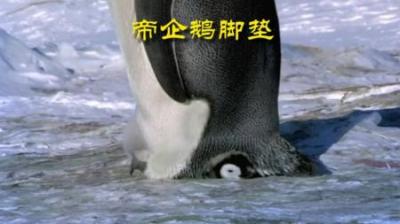 [视]脚滑的帝企鹅 #动物世界 #动物科普 #动物解说 #帝企鹅 #企鹅