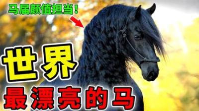 [视]世界上最漂亮的12匹马，第2名被誉为黄金之马，第1名实至名归！