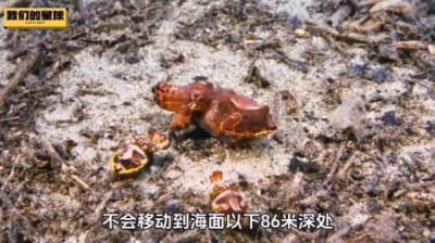 [视]火焰乌贼🦑：好想养一只当宠物#神奇动物在抖音 #科普一下