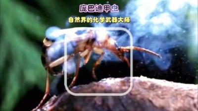 [视]大慈大悲蚁见愁，一秒700发 庞巴迪甲虫#动物科普 #科普