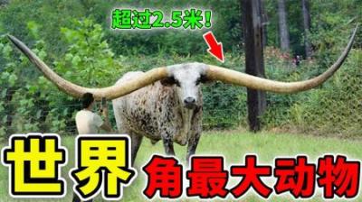 [视]世界上角最大的动物，三角兽真实存在，第1名的长度超过2.5米