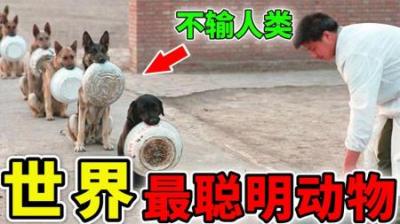 [视]世界上最聪明的12种动物，猪一点都不笨，第1名根本不输人类