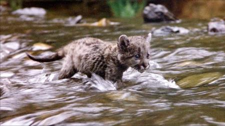 [文]冒险电影《丛林赤子心》解说文案解说素材