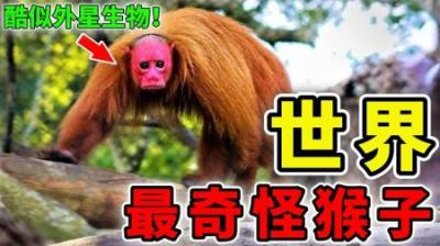 [视]世界上最奇怪的10种猴子，酷似外星生物，体型宛如老鼠！