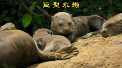 [视]水中饿霸— 巨獭 #动物世界 #动物解说 #水獭 #巨獭 #动物科普