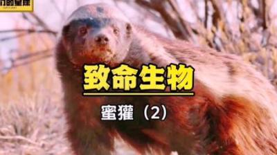 [视]蜜獾：刚子在平原上偶遇白喉蜥蜴，高手过招，到底谁能笑傲江湖呢