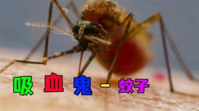 [视]《臭蚊子》令人讨厌的蚊子，到底因为上面吸血