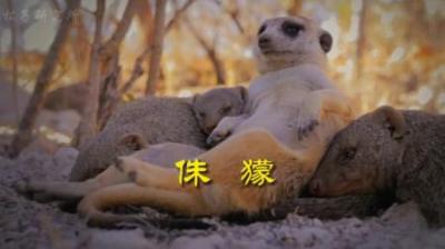 [视]好邻居非洲侏獴。 #动物科普 #动物世界 #侏獴 #狐獴